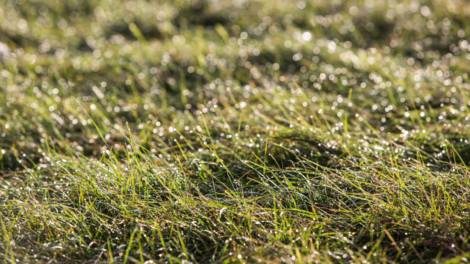 Grassroots - The British Horseracing Authority
