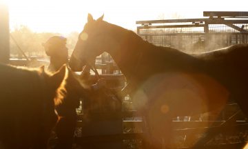 equine welfare, horses, animals, care