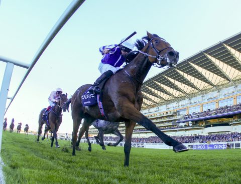 Magical, British Champions Day, Horseracing, jockey. horse, purple silks, 