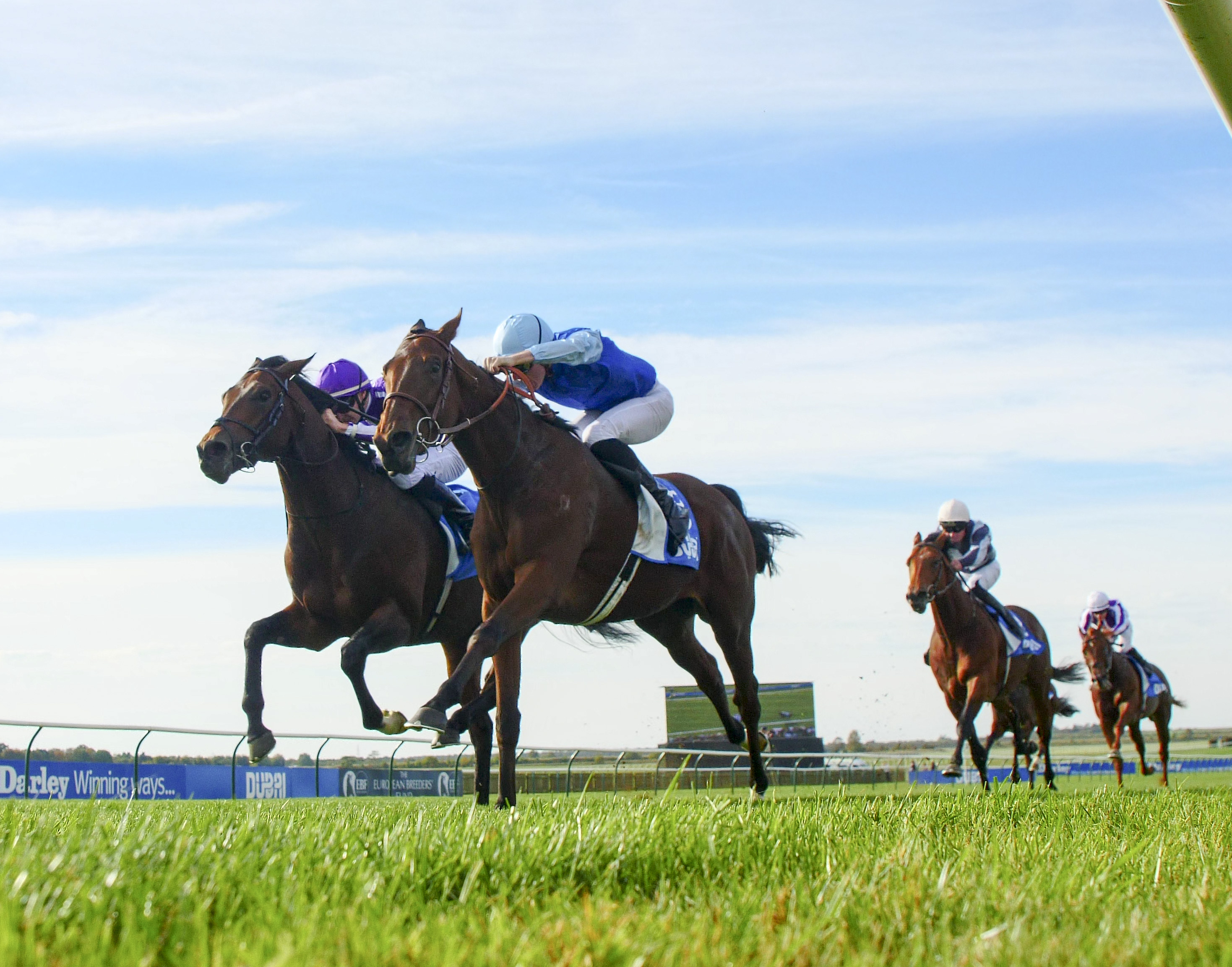 newmarket, autumn, Persian King