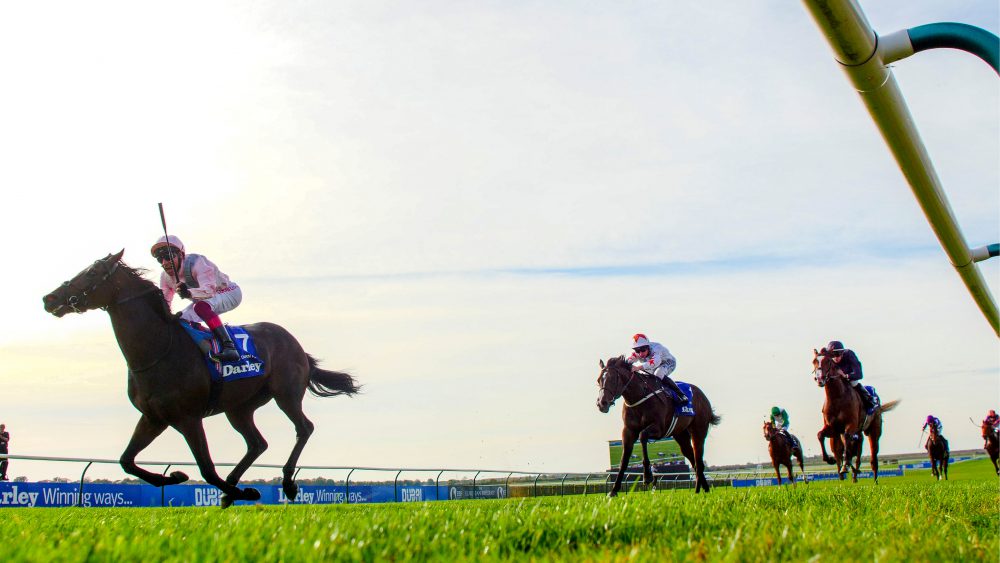 Newmarket, horses, equine, horseracing, Dubawi, Andrew Lloyd Webber