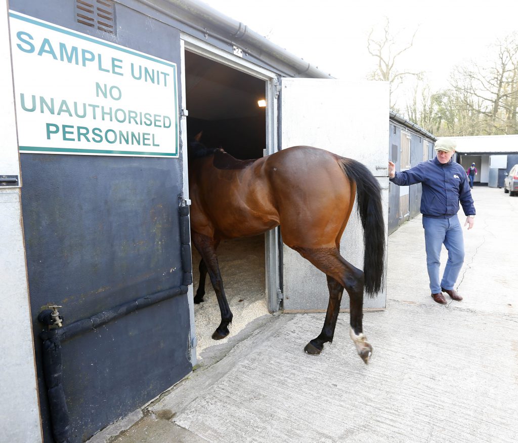 Horse entering sampling box at Chepstow Racecourse.